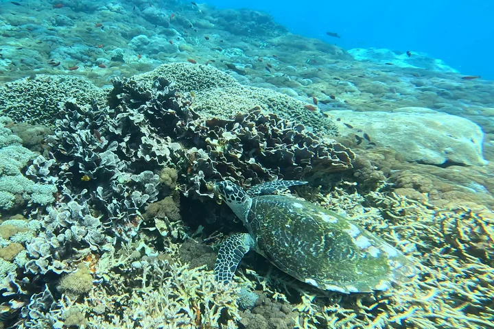 Nusa Penida detail 7
